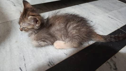 Persian kitten pair for sale