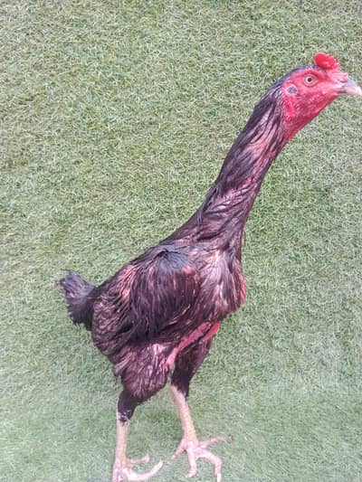 Imported bloodline hen burmi+panus