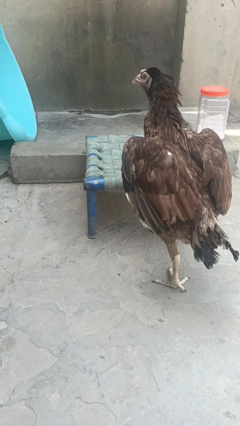 Aseel Hen — photo 2