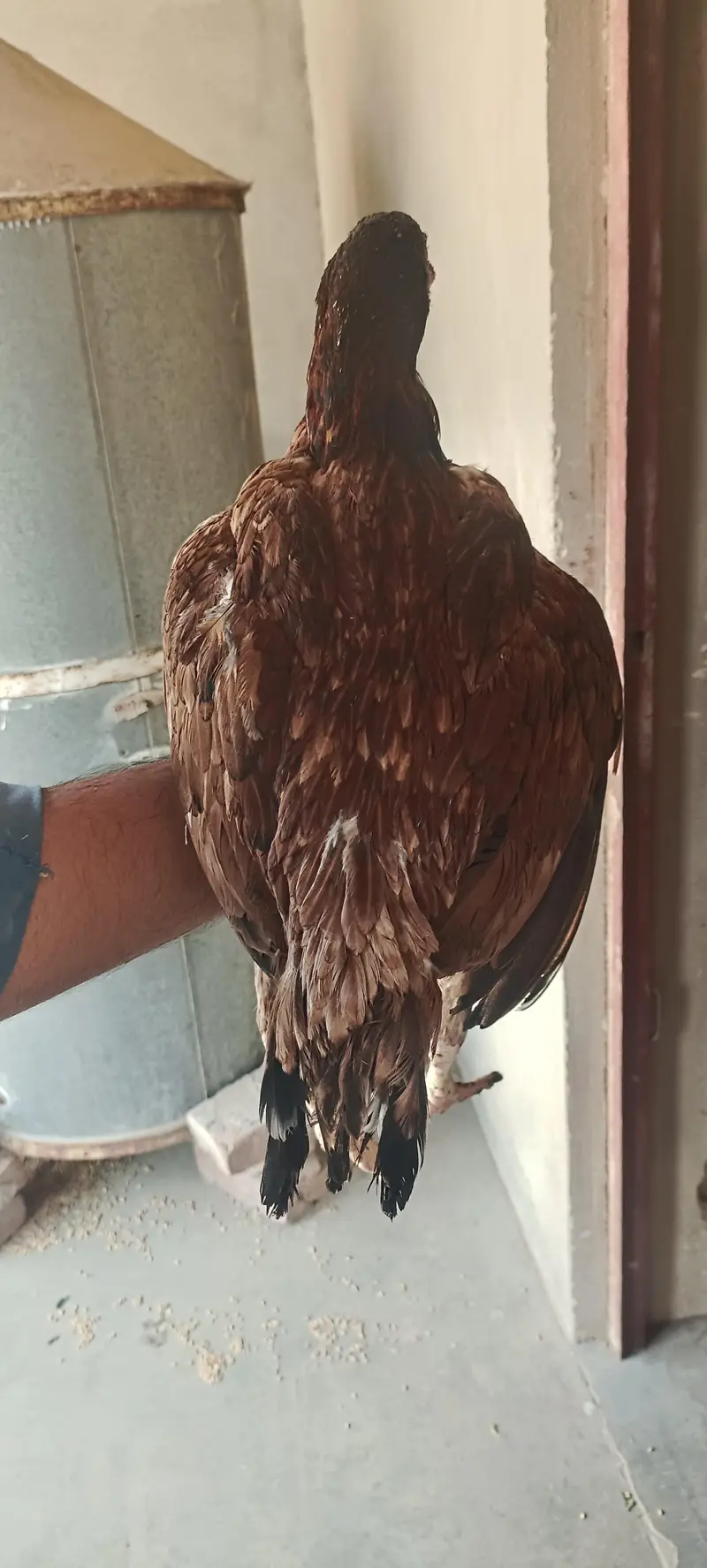 Aseel Hen — photo 3