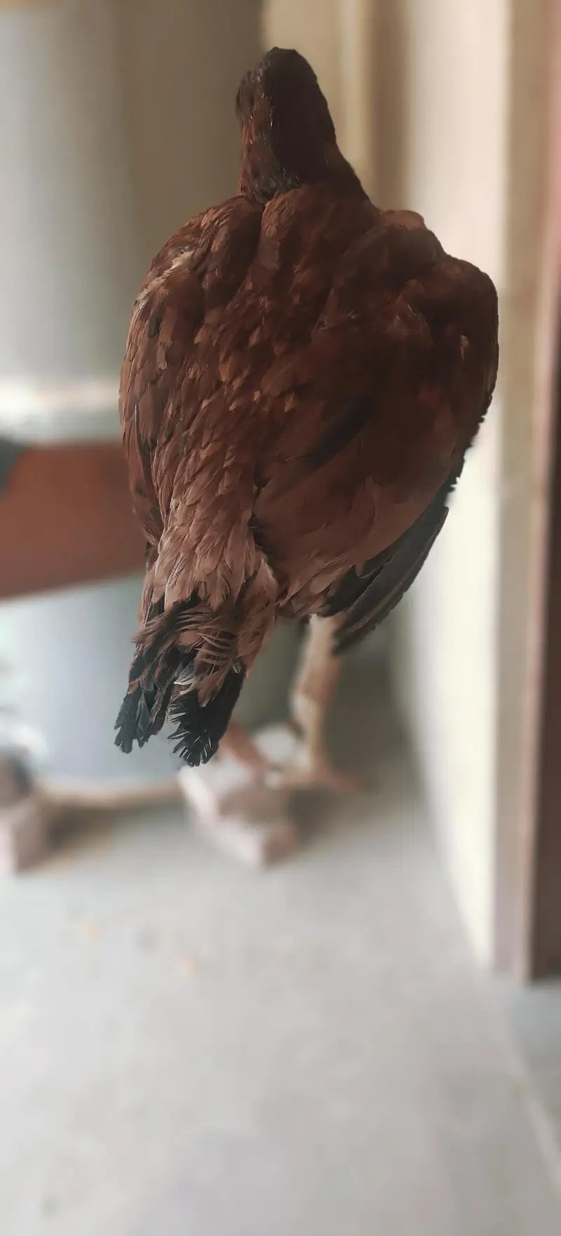 Aseel Hen — photo 5