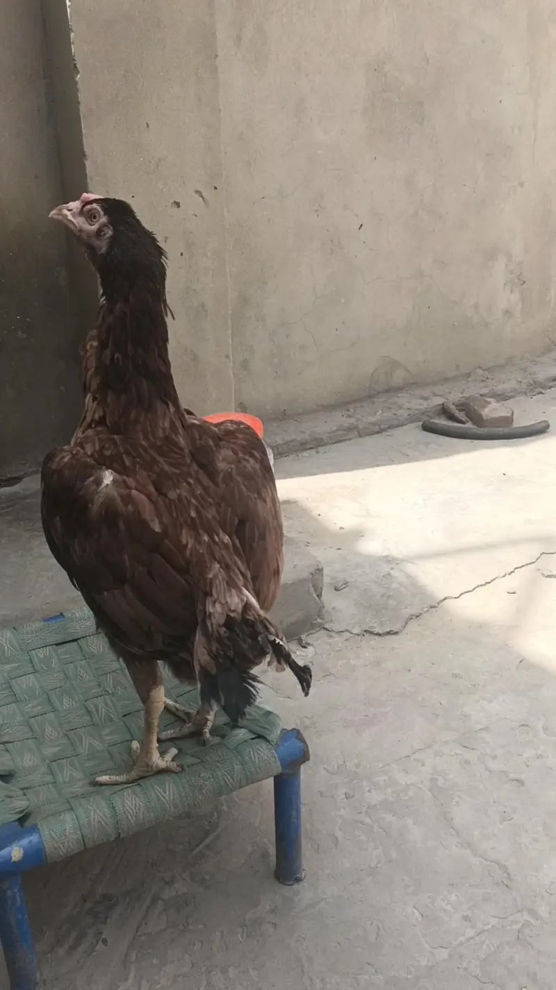 Aseel Hen — photo 6