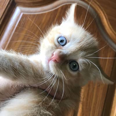 Brown kitten for sell
