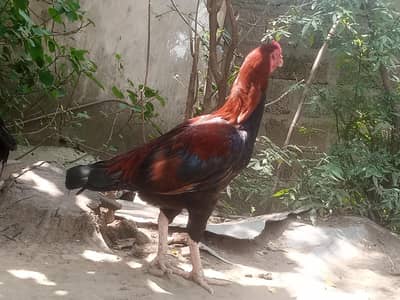 For sale 5000