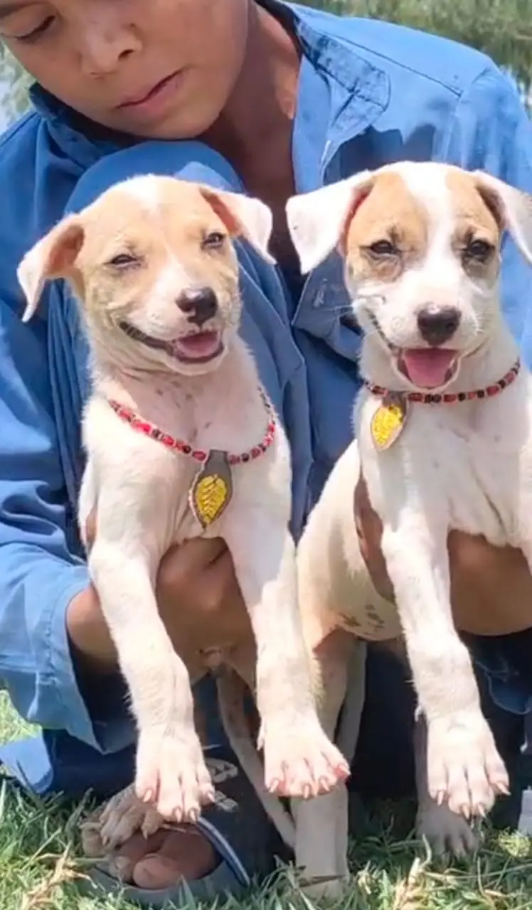 Lappa gultair dog | gultair |  Lappa gultair puppies pair  | security