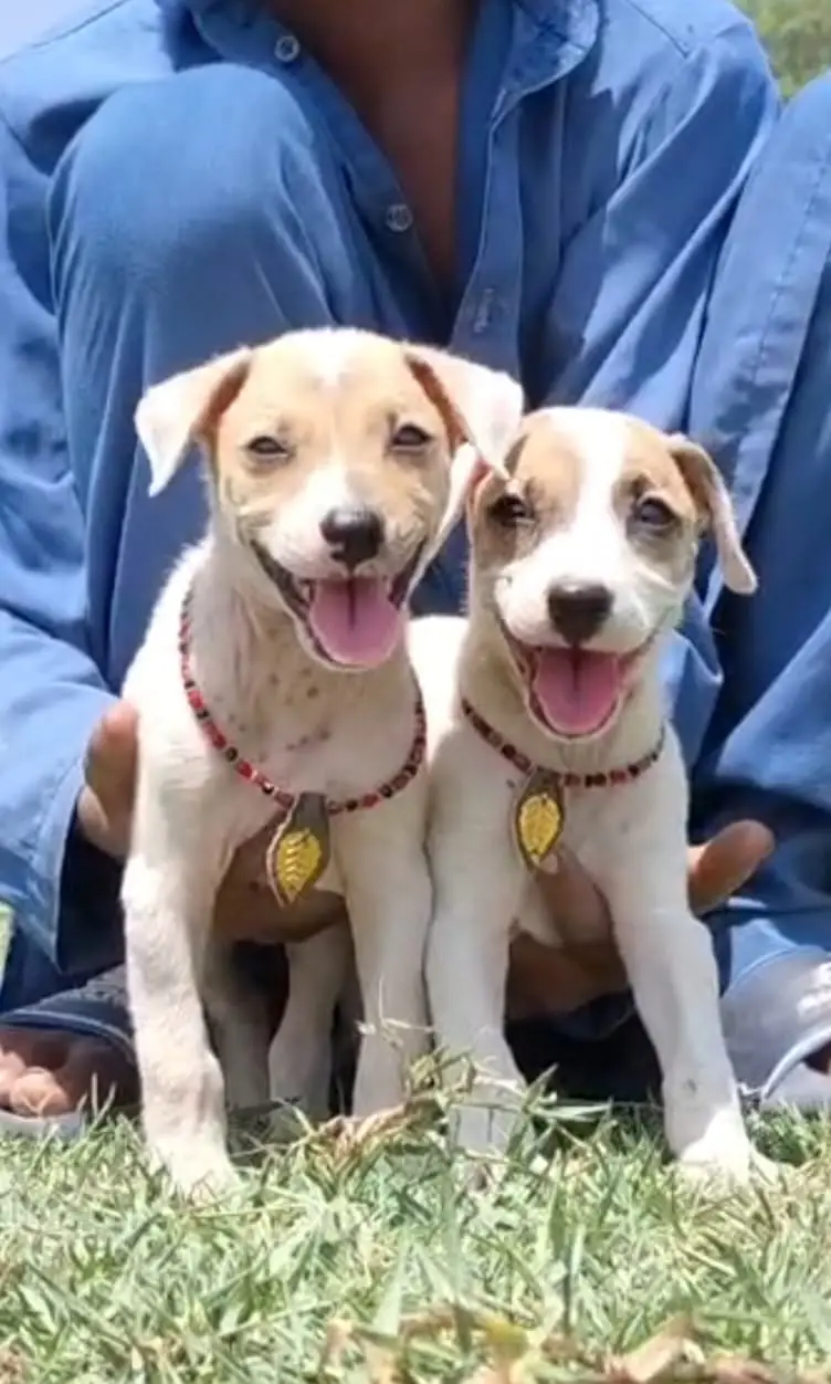 Lappa gultair dog | gultair |  Lappa gultair puppies pair  | security — photo 2