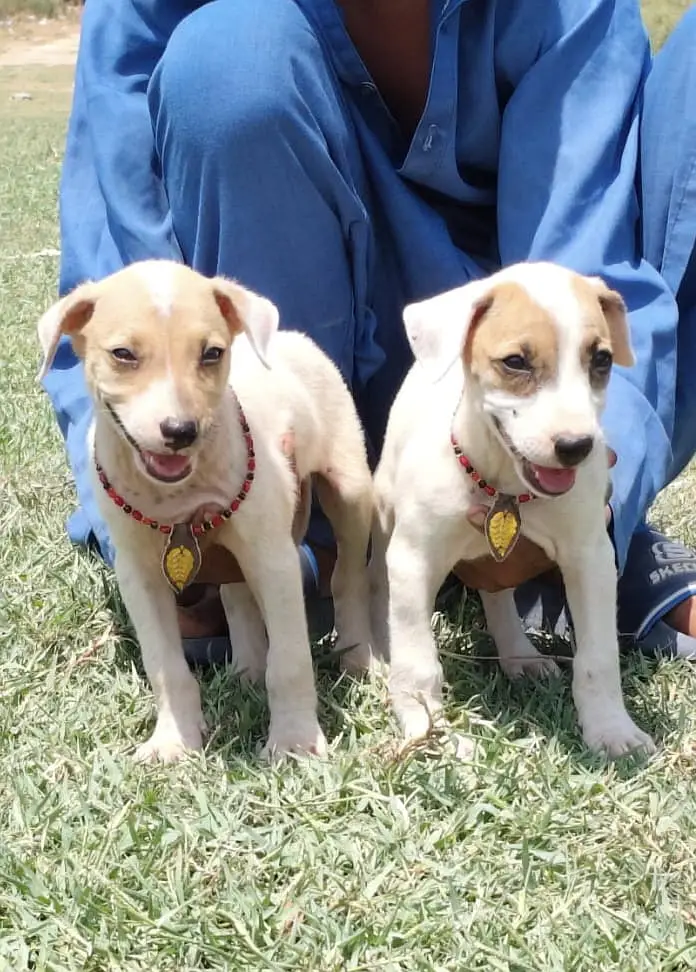Lappa gultair dog | gultair |  Lappa gultair puppies pair  | security — photo 3
