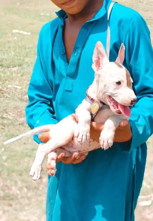 gultair dog |  Kohati gultair puppy |  Kohati gultair | security dog — photo 2