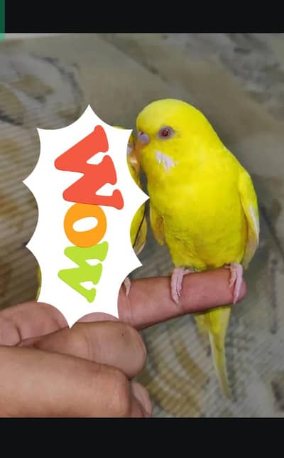 hand tame budgies and fancy Golden buff chiks