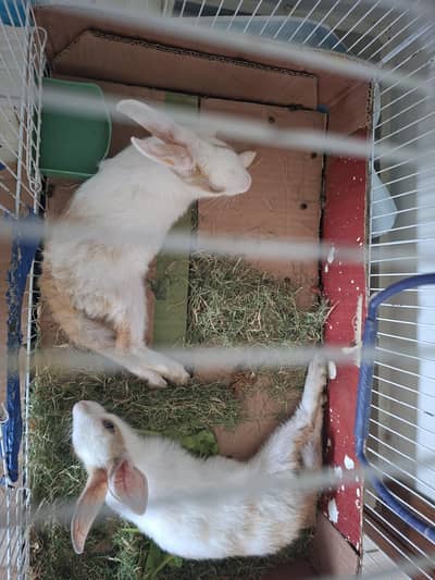 Rabbits bunny's fo sale