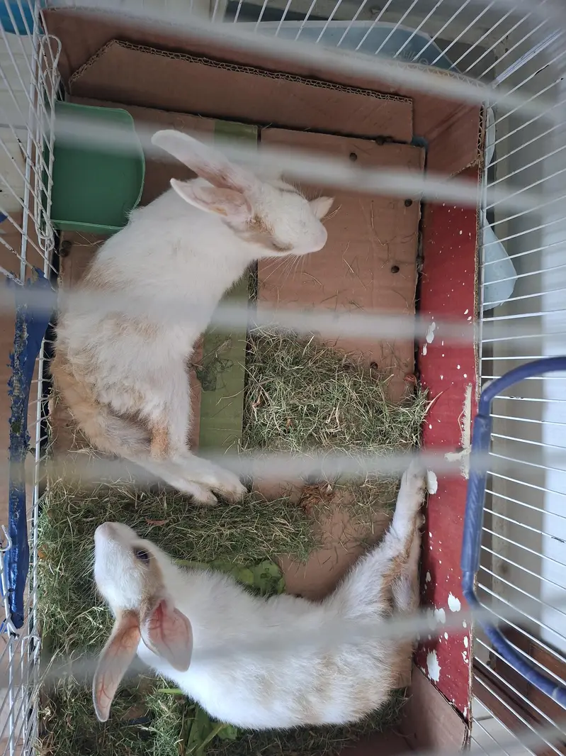 Rabbits bunny's fo sale