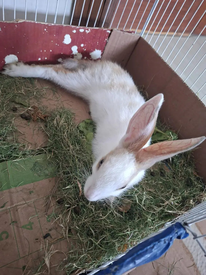 Rabbits bunny's fo sale — photo 2