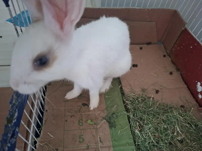 Rabbits bunny's fo sale — photo 3