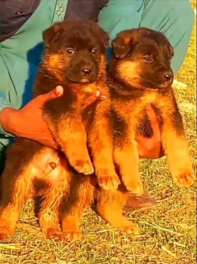 German Shepherd | Long coat Gsd  | German Shepherd puppies pair