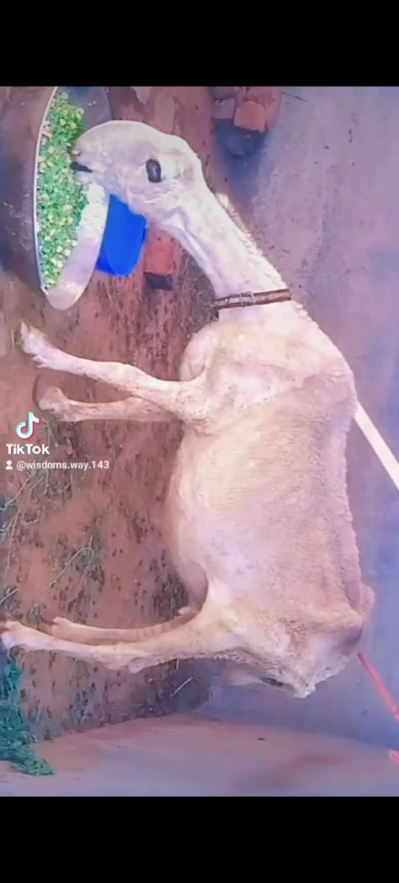 مندری  پیور بھیڑ گھبن 1