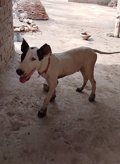 figth dog