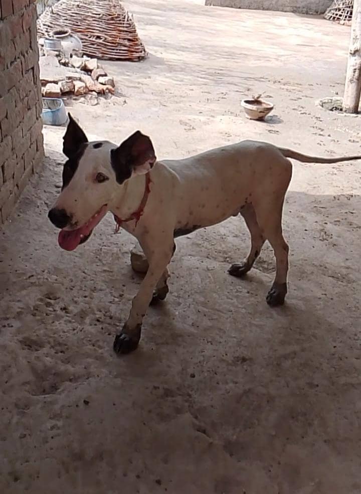 figth dog 0