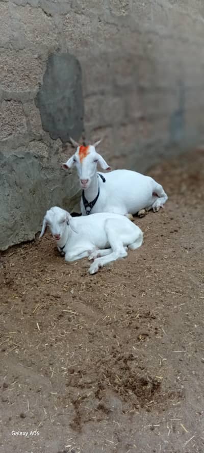 gulabi bakri or bacha