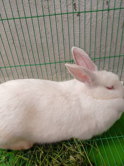 Newzeeland rabbits Pregnant maadi for urgent sale ready for childbirth