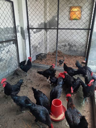 Australop Males 4 months for sale.