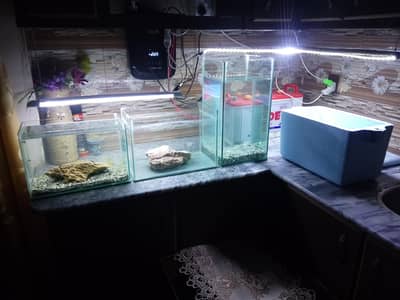 5 aquarium for sale in 5000