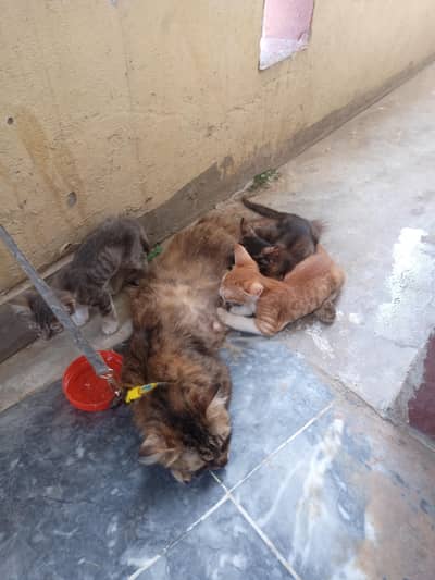 Kitten available for sale trend eat everything