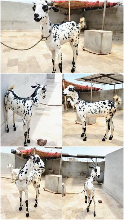Barbari/Bari/Teddy/ Bakri/ Goat For sale