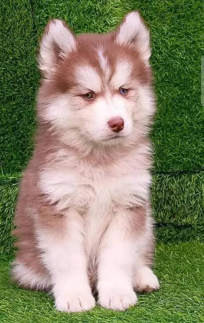 Siberian Husky Male | Husky Odd Eyes | Husky Male Dog For Sale |white