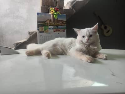 parchan feemal catin