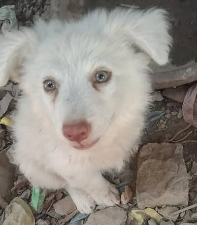Russian puppy mail