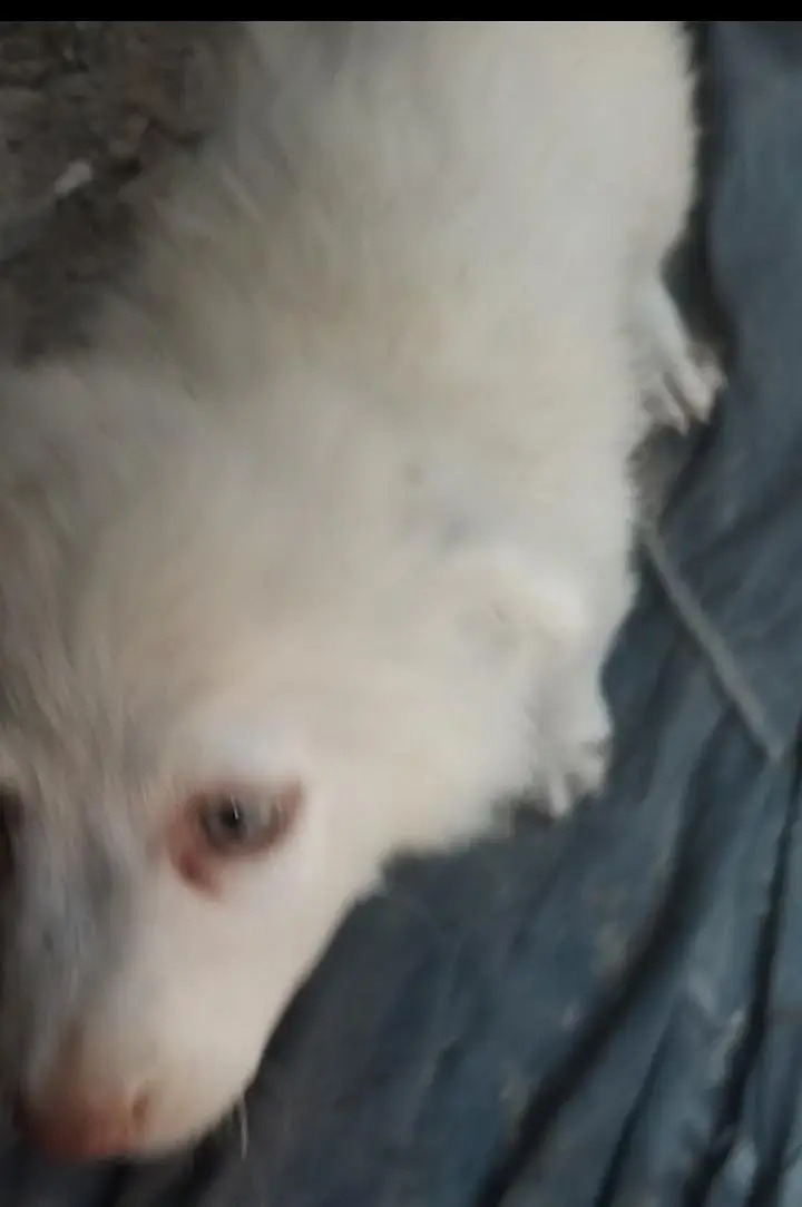 Russian puppy mail — photo 2