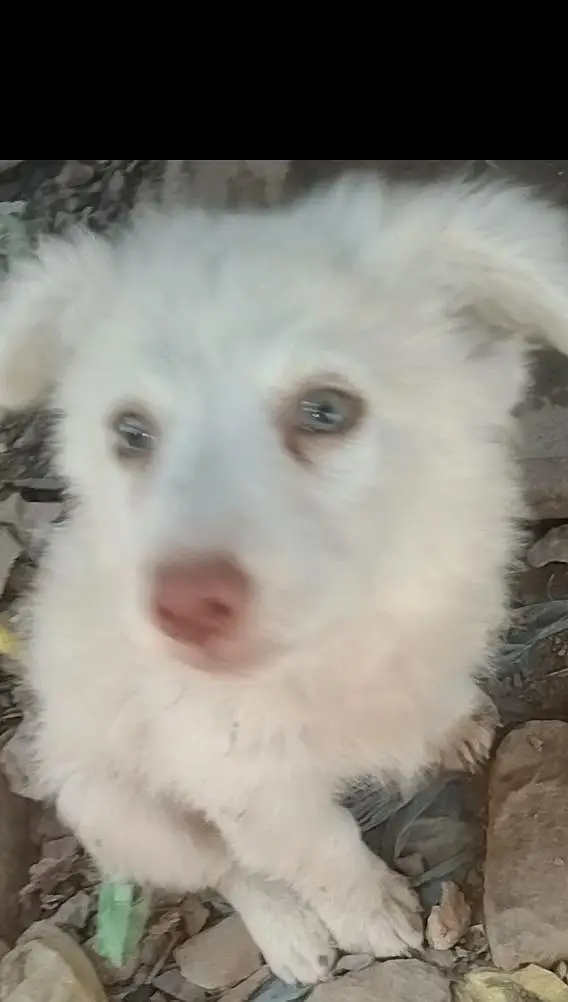 Russian puppy mail — photo 3