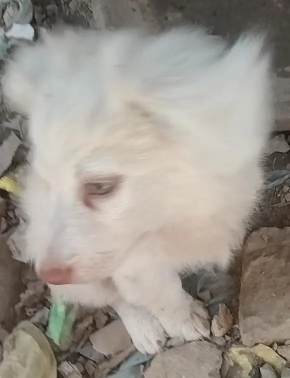 Russian puppy mail — photo 4