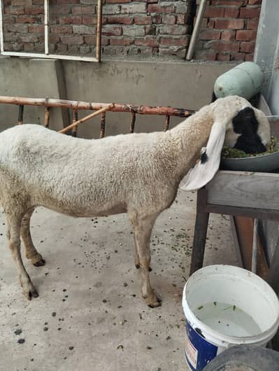 اچھی بھیڑ