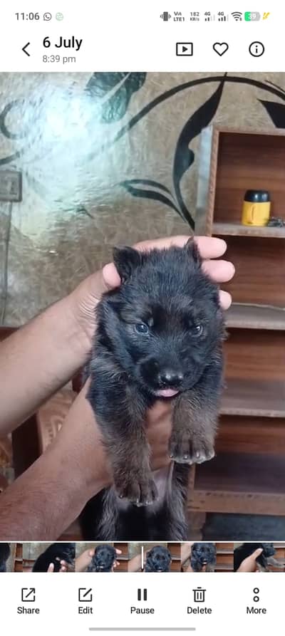 Jerman shaferd puppy male 28 day old