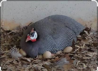 Guinea fowel ky Andy for sale