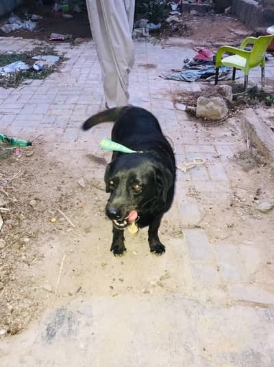 lebra dog female