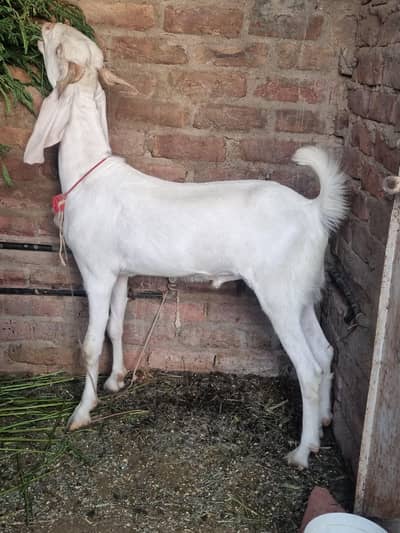 Gulabi khassi bakra