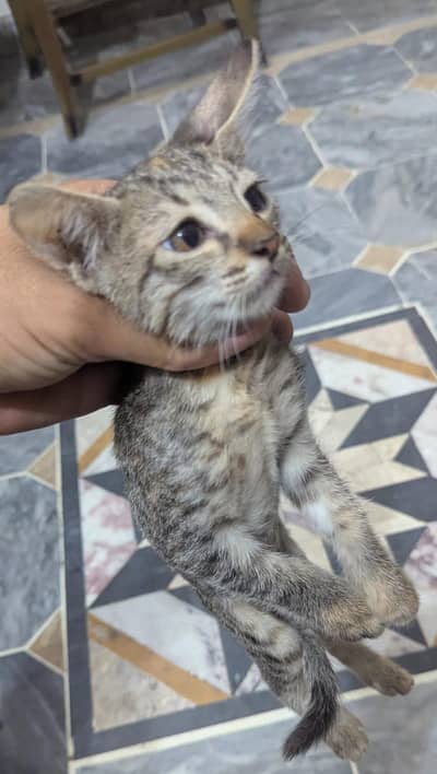 Kitten available for sale trend eat everything