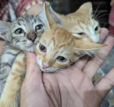 Kitten available for sale trend eat everything