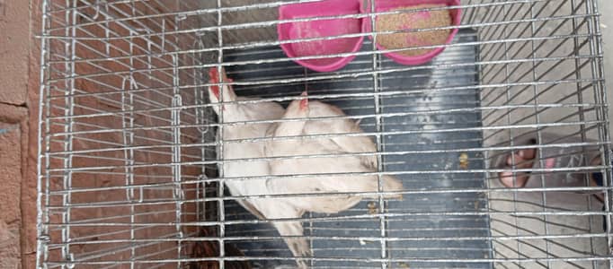 Urgent sale: White Layer poultry pair