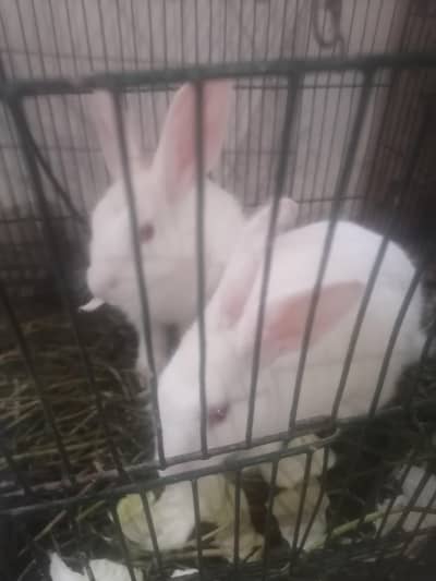 beautiful red eyes trained rabbits
