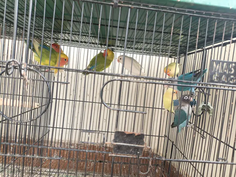 LOVEBIRDS READY TO BREED PIECES