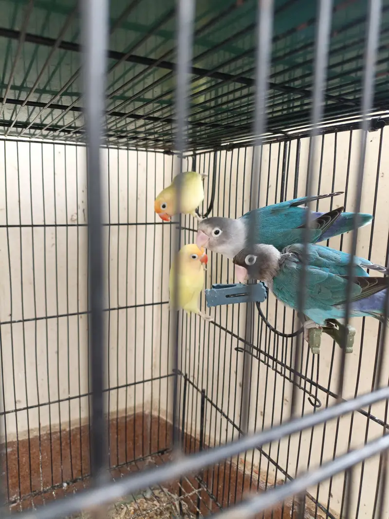 LOVEBIRDS READY TO BREED PIECES — photo 2