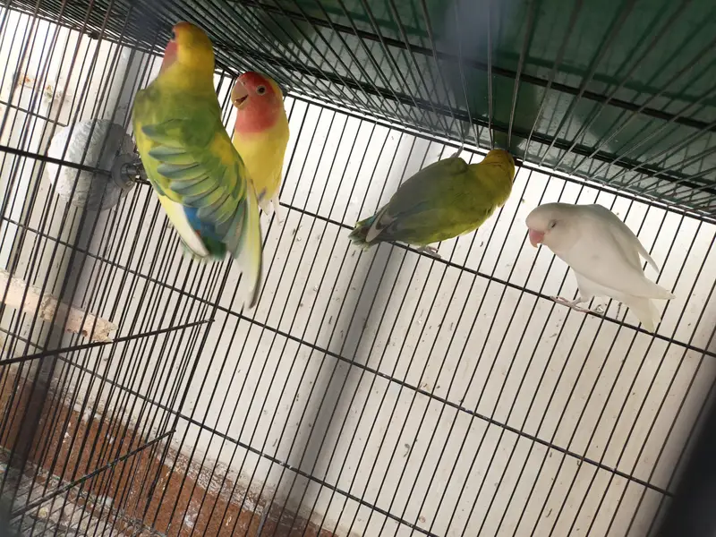 LOVEBIRDS READY TO BREED PIECES — photo 3