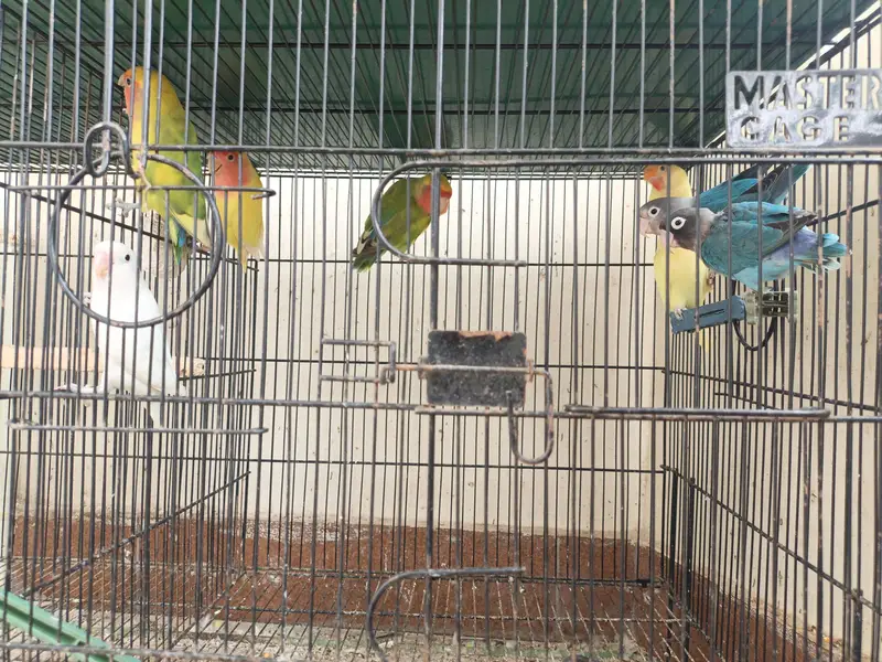 LOVEBIRDS READY TO BREED PIECES — photo 4