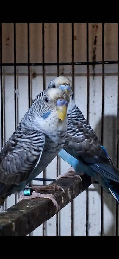 Black Wing Australian