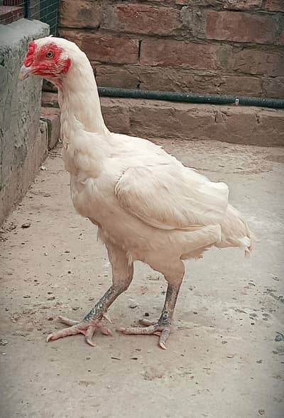 Kilo wali heera aseel female for sale