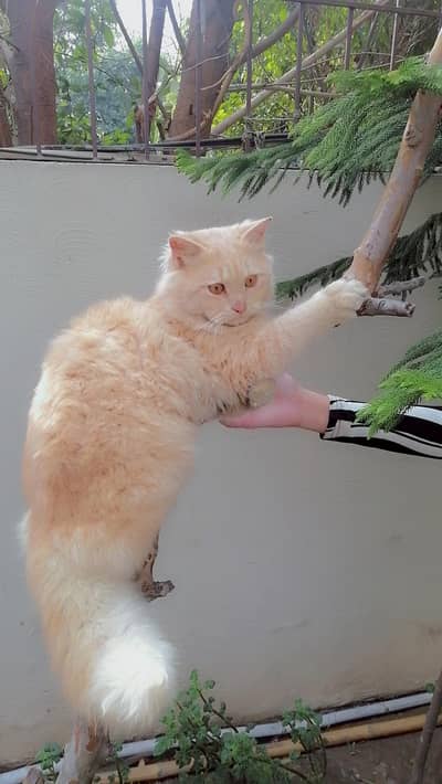 golden colour cat litter train loving playful friendly with humans