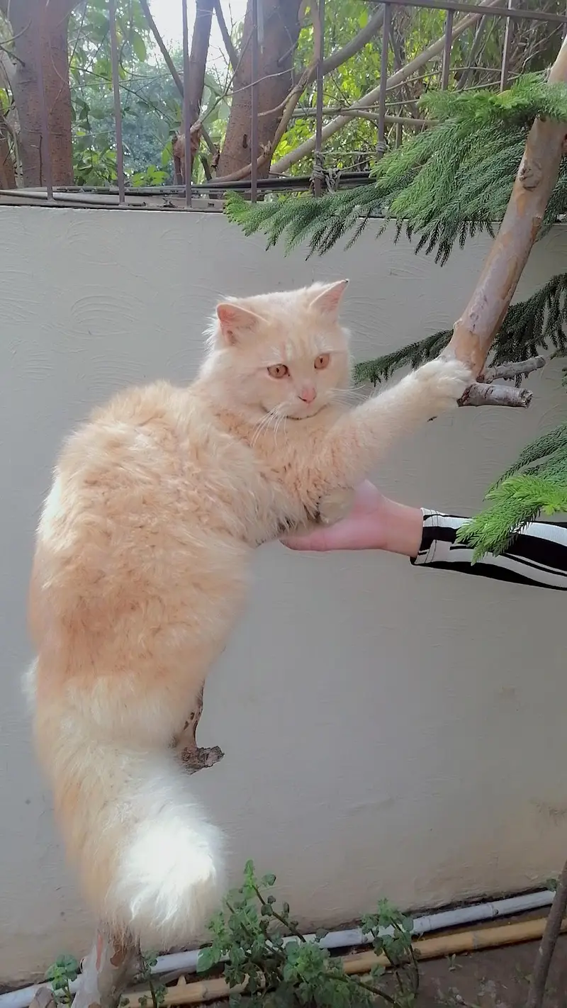 golden colour cat litter train loving playful friendly with humans